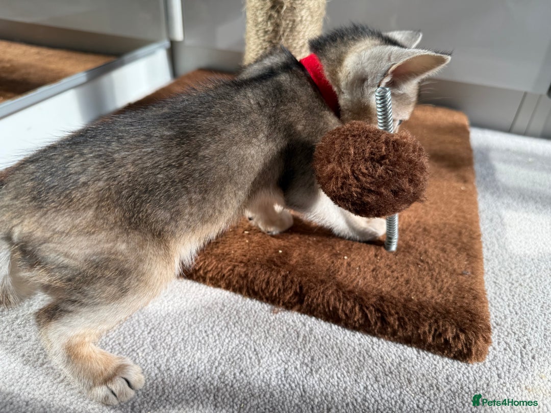 Abyssinian cats for sale: TICA reg Abyssinian sweet kittens rare colours  - Image 15