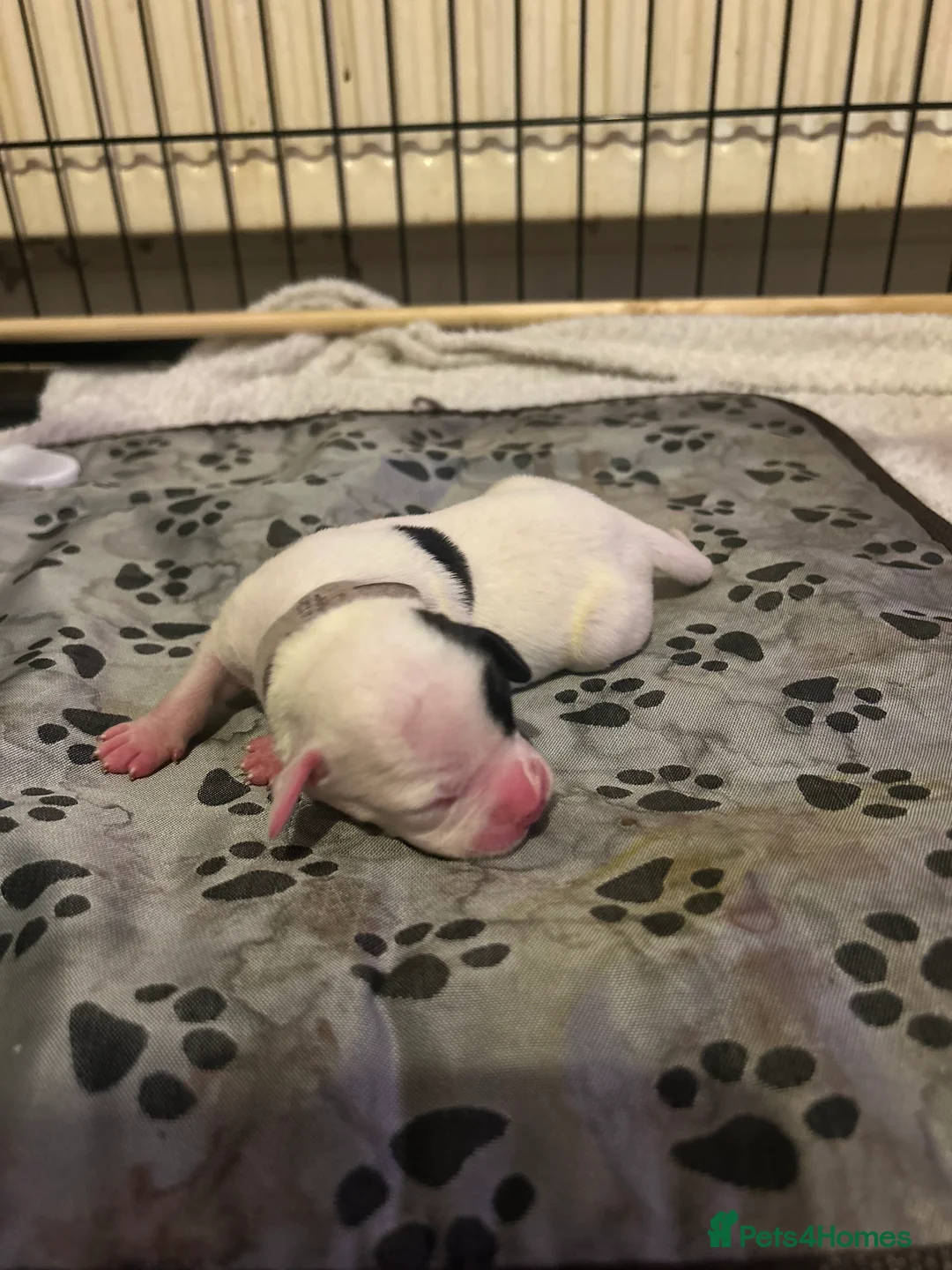 Mixed Breed dogs for sale: 7 gorgeous American Bulldog x Springer Spaniel - Advert 13