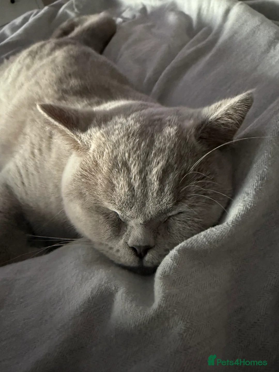 British Shorthair cats for sale: 8 month female lilac British shorthair  - Advert 4