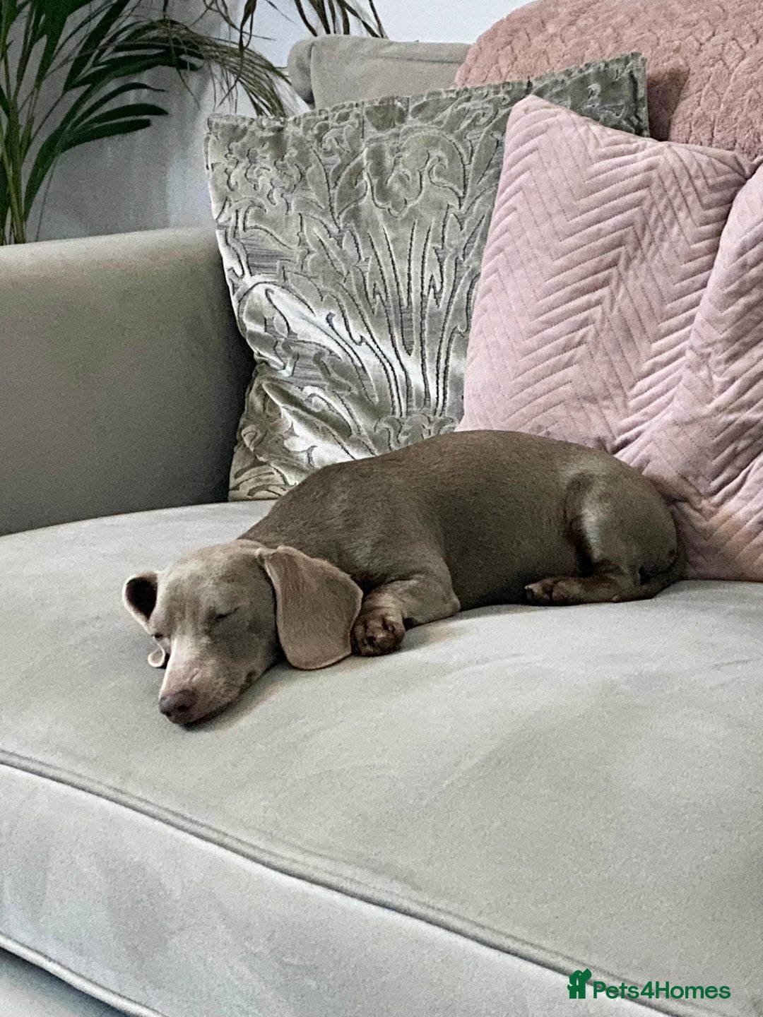 Dachshund dogs for sale: Miniature Dashaund  - Advert 7