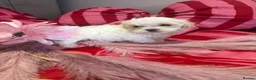 Maltipoo dogs for sale: F1 stunning Asian Maltipoo cream tiny puppies  - Advert 37