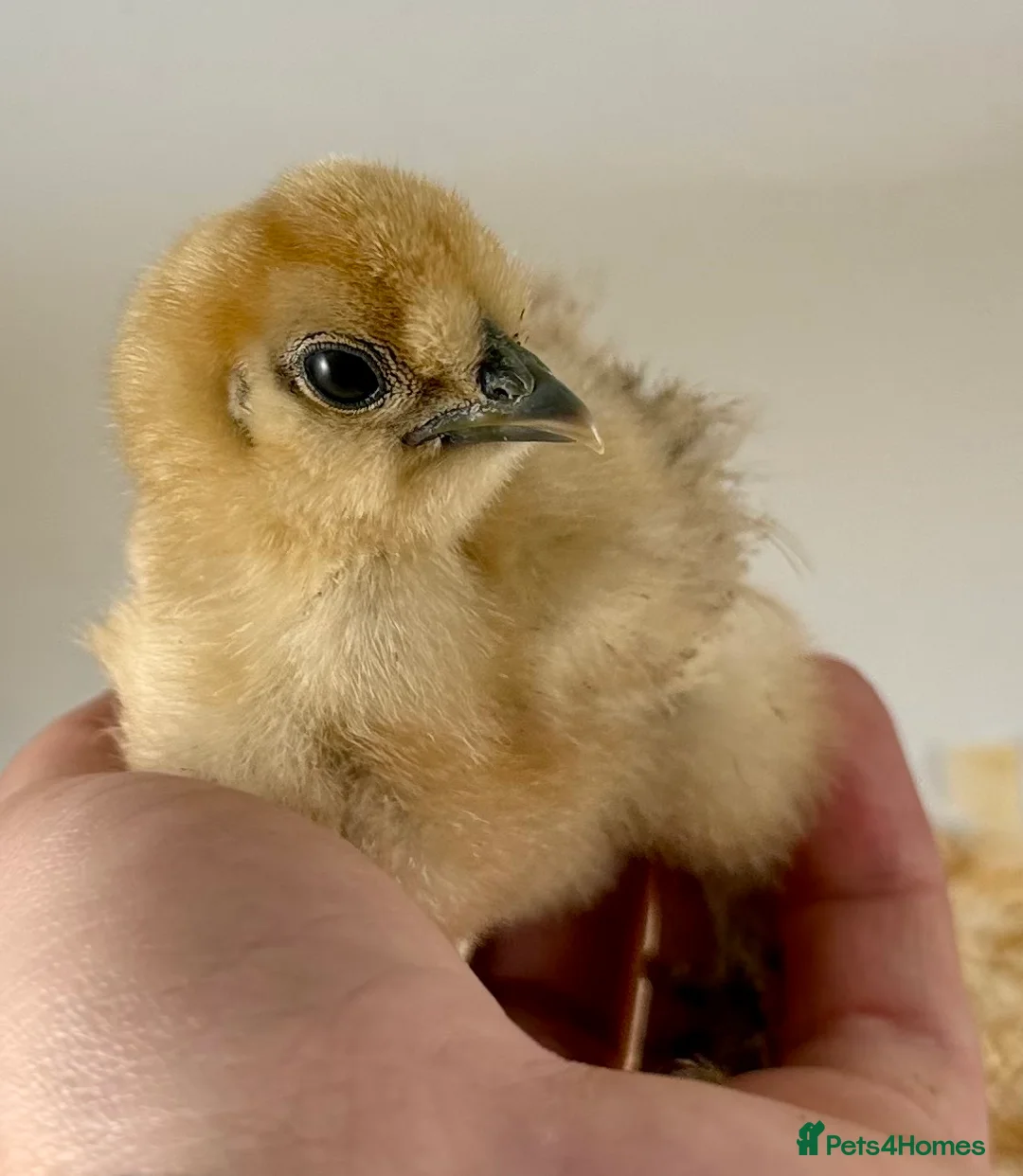 Chickens poultry for sale: Chicks, USA Bearded Silkies, Vorwerk, LF Brahma  in Wakefield - Advert 36