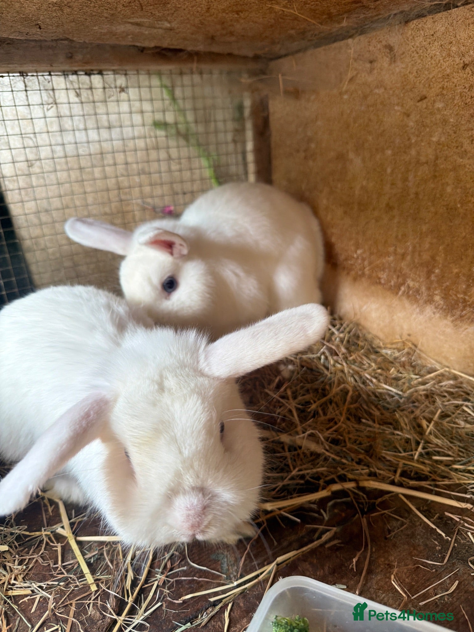 Mixed Breed rabbits Rabbits for Sale - Advert 4