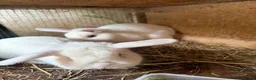 Mixed Breed rabbits for sale: Rabbits for Sale - Advert 1