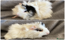Guinea Pig rodents for sale: 6 handsome boys  - Image 3