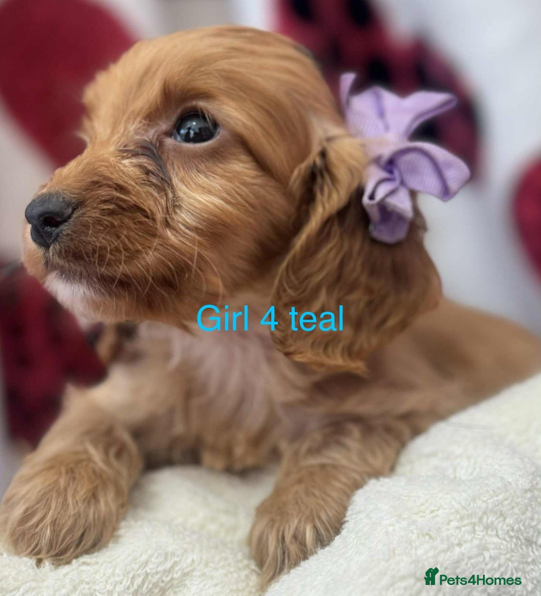 Cockapoo dogs for sale: Cockerpoo puppies - Image 4