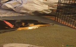 Mixed Breed dogs for adoption: Carli  - Advert 2