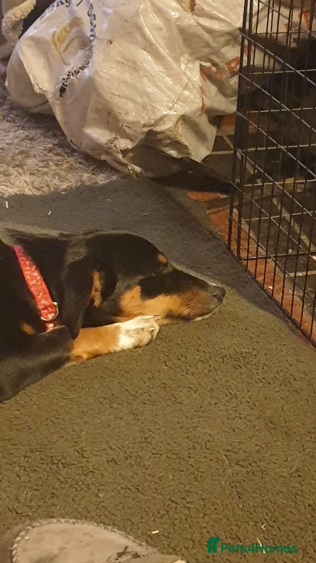 Mixed Breed dogs for adoption: Carli  - Advert 2