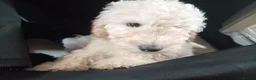 Miniature Poodle dogs for sale: Lovely mini poodles ready to go now  - Advert 23