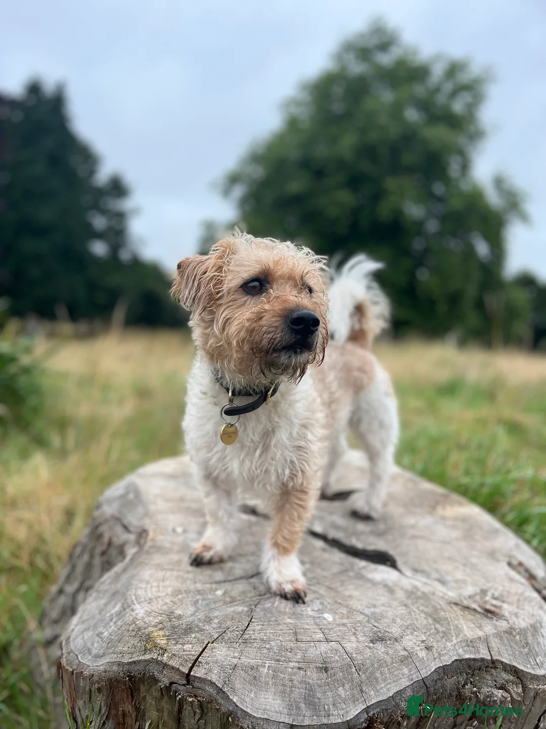 Jack Russell dogs for stud: Proven rough coated JR *REAL GEM OF A DOG* in Bristol - Advert 4