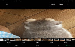 Mini Lop rabbits for sale: Minilop - Advert 3