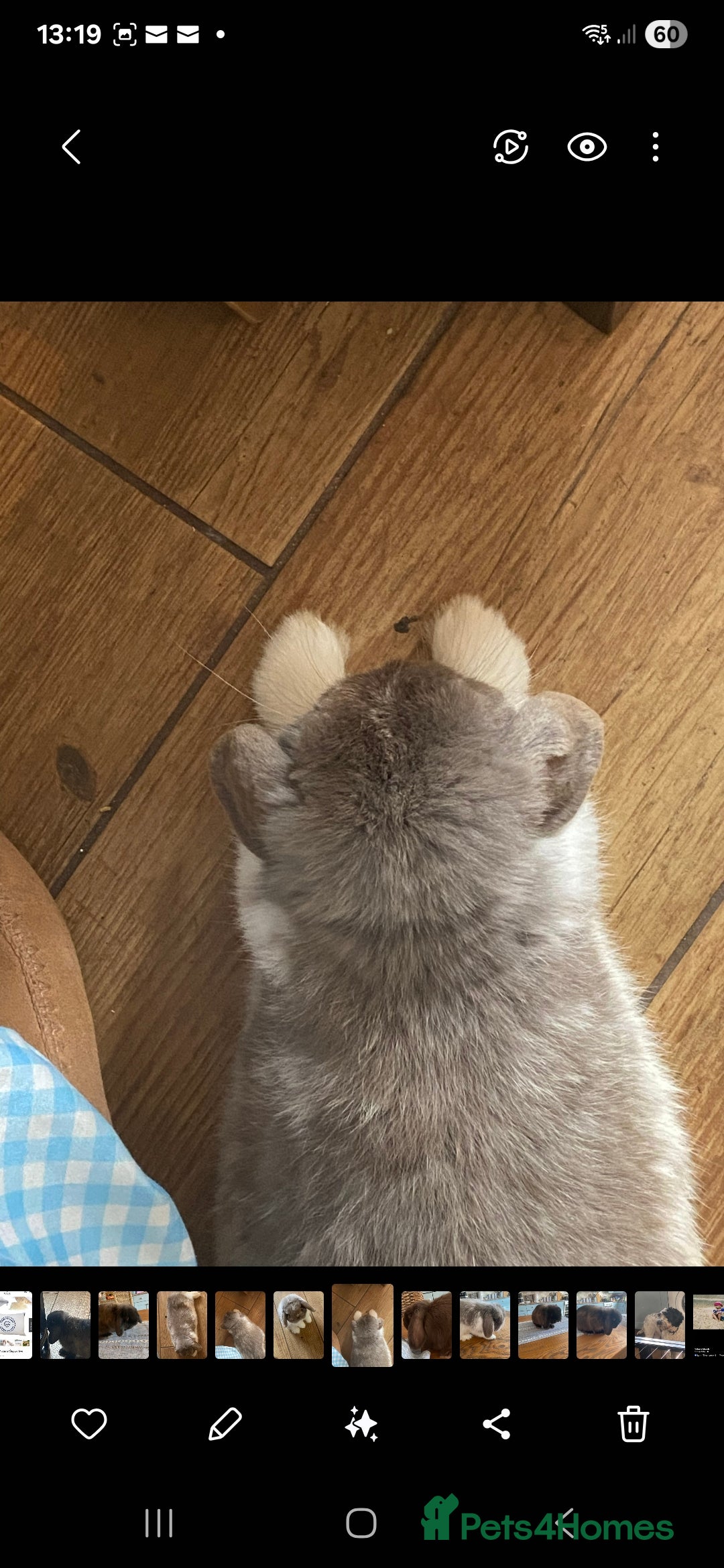 Mini Lop rabbits for sale: Minilop - Advert 3