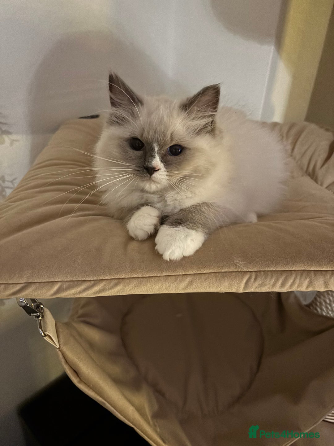 Ragdoll cats for sale: Stunning seal colourpoint boy gccf registered  - Advert 13
