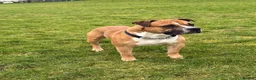 American Bulldog dogs for sale: American bulldog male 4 years old  - Advert 5