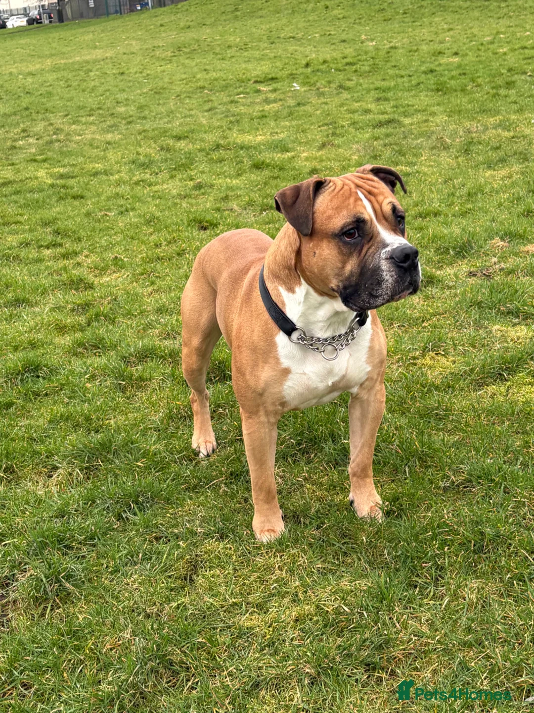 American Bulldog dogs for sale: American bulldog male 4 years old  - Advert 5
