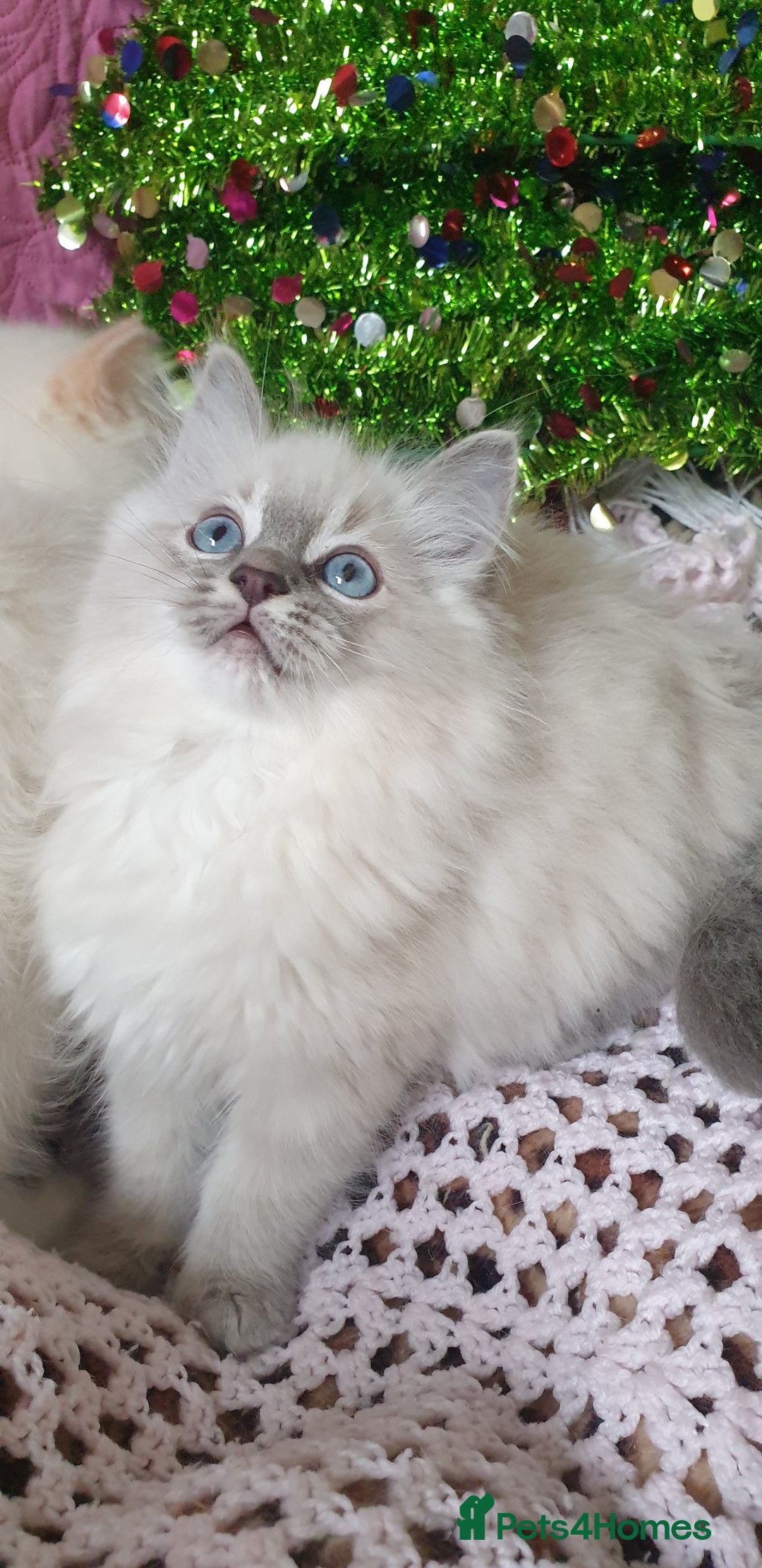 Ragdoll cats for sale: 💗Stunning GCCF registered Ragdoll Kittens. - Advert 19