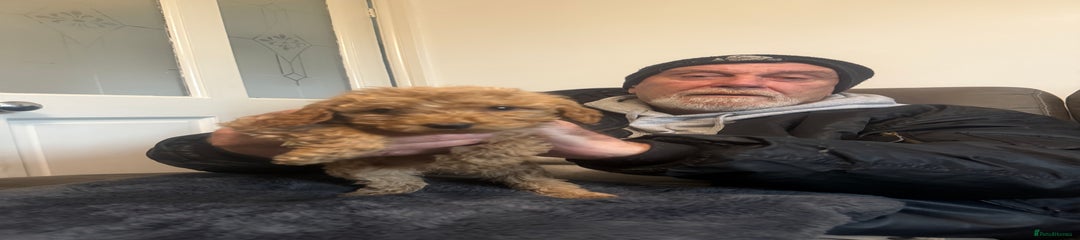 Cockapoo Puppy 6