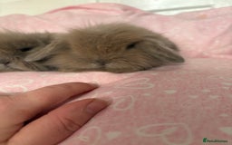 Mini Lion Lop rabbits for sale: Gorgeous fluffy little mini lion lop baby bunny’s  - Advert 11