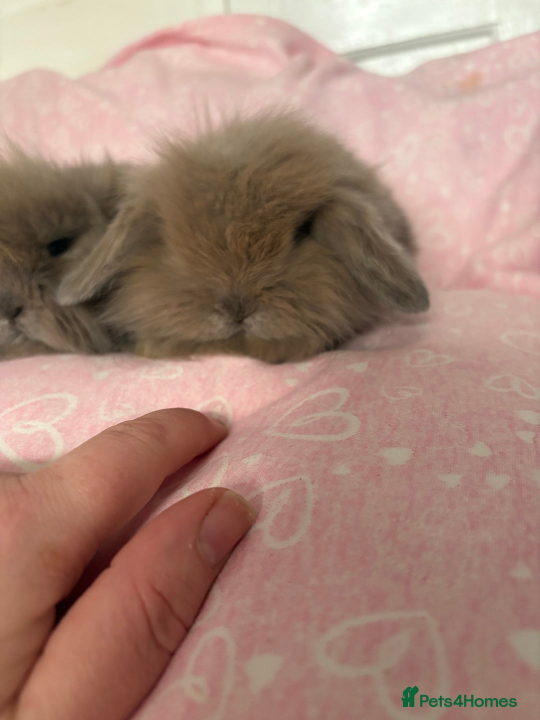 Mini Lion Lop rabbits for sale: Gorgeous fluffy little mini lion lop baby bunny’s  - Advert 11