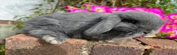 Mini Lop rabbits for sale: 6 mini lop babies RTL 10th September - Advert 15