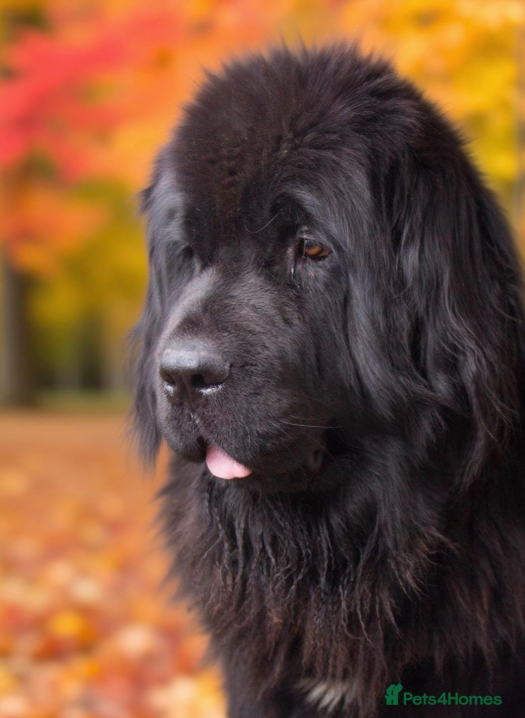 Newfoundland dogs Loverly health tested girl for rehoming  - Advert 14