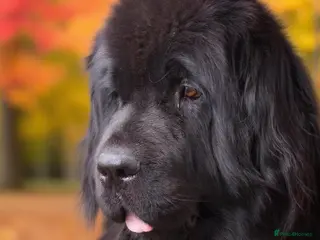 Newfoundland dogs Loverly health tested girl for rehoming - Advert 9