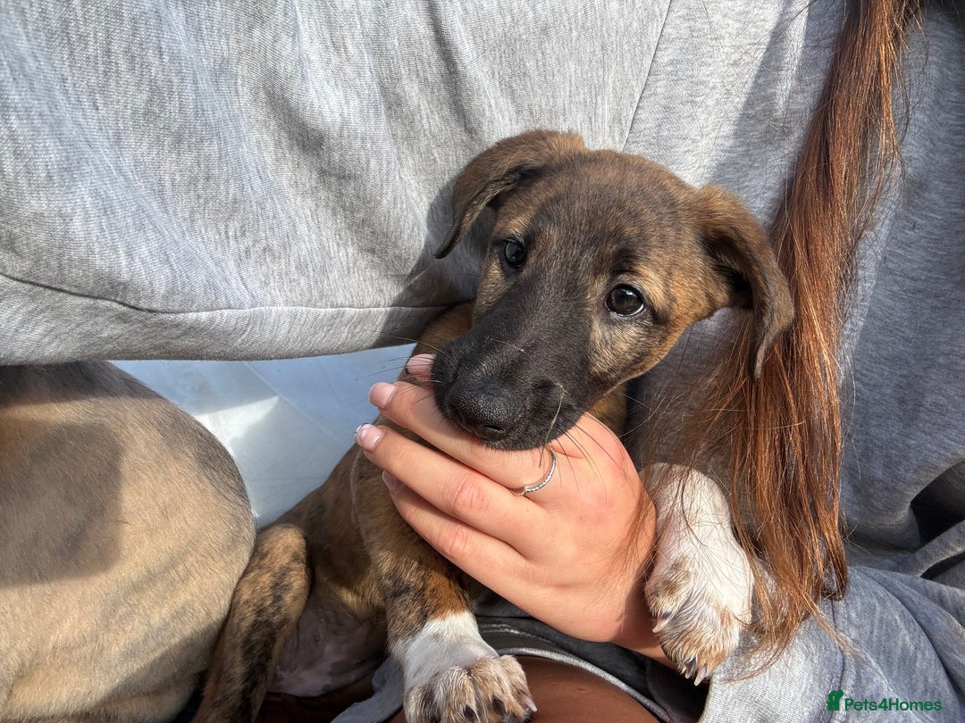 Lurcher dogs for sale: Beautiful lurcher puppies - Image 7