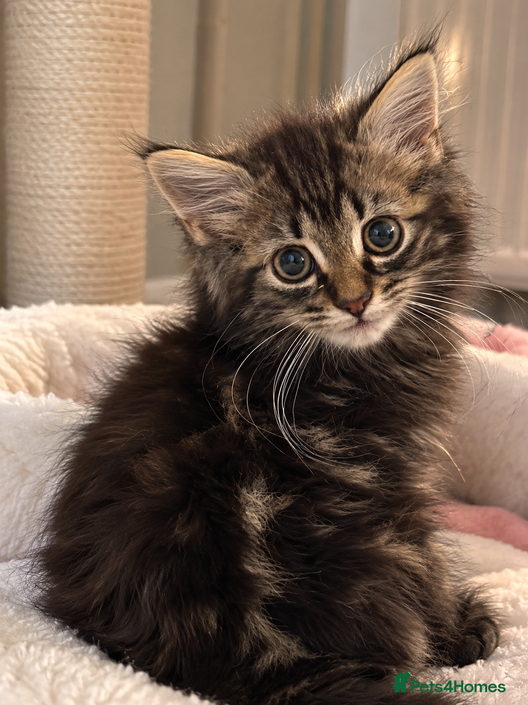 Mixed Breed cats for sale: Gorgeous Fluffy Kittens Seeking Loving Homes 🐾 - Advert 2