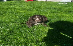 Cocker Spaniel dogs for sale: Show cocker spaniels  - Image 22