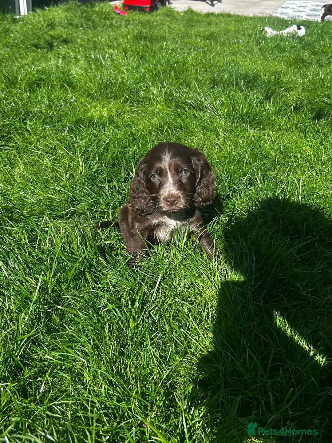Cocker Spaniel dogs for sale: Show cocker spaniels  - Image 22