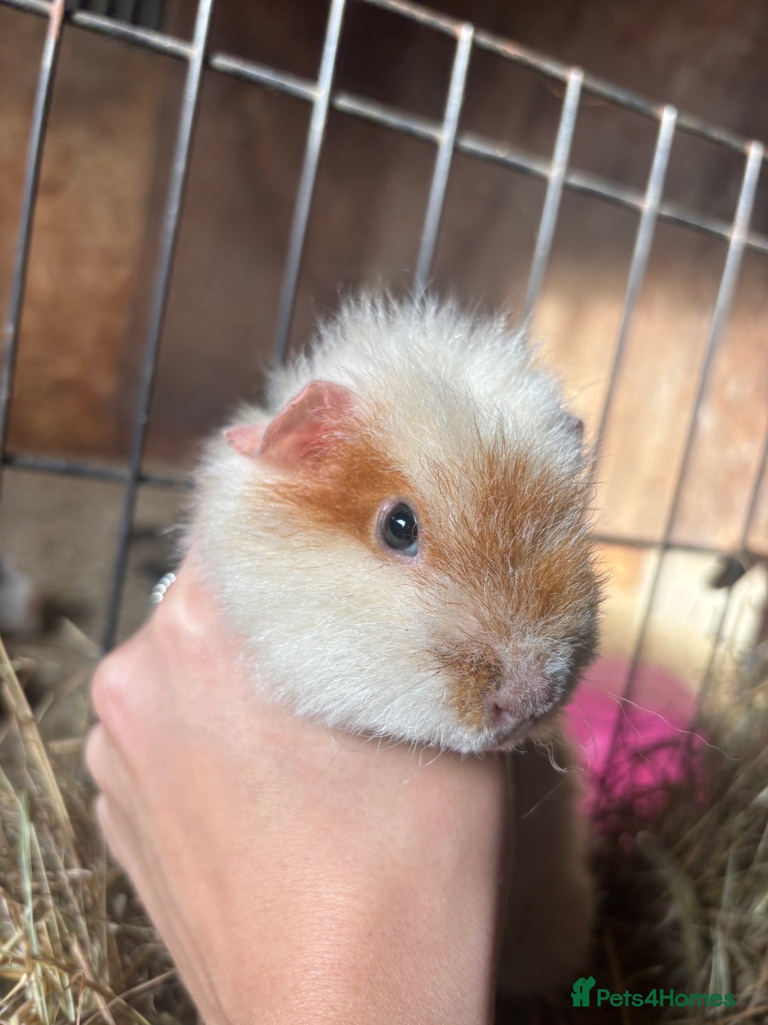 Guinea Pig rodents for sale: Beautiful Young GuineaPigs  - Image 5