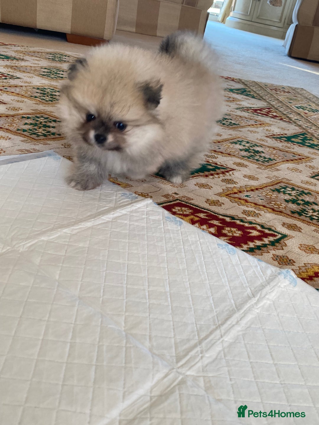 Pomeranian dogs for sale: Stunning litter merl Pomeranian - Image 27