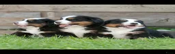 Bernese Mountain Dog dogs for sale: Cute Delighted  Bernese Mountain Puppies  in Folkestone - Advert 18