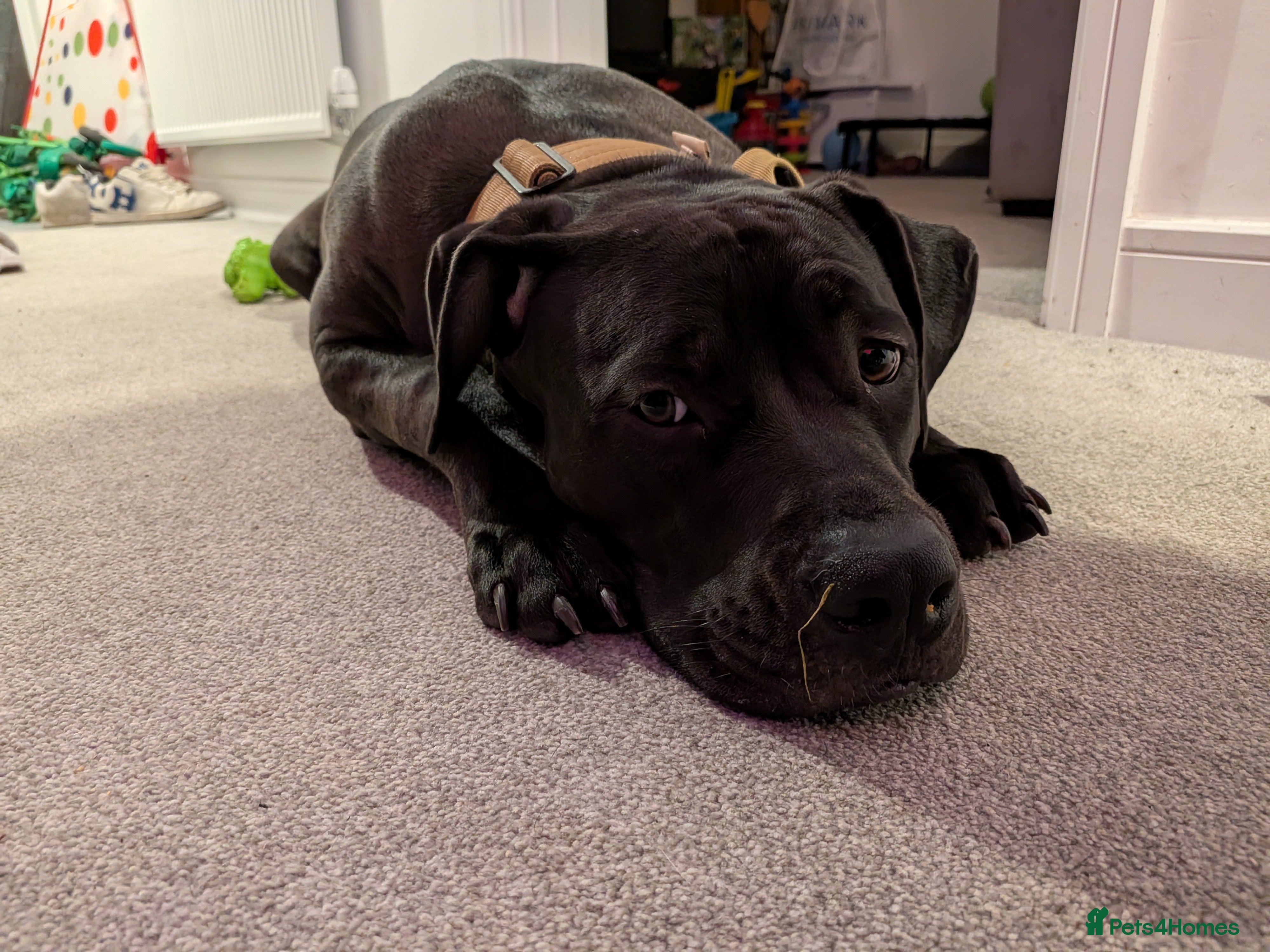 Mixed Breed dogs Canecorso cross borbel  - Advert 1