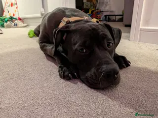 Mixed Breed dogs Canecorso cross borbel - Advert 1