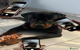 Rottweiler dogs for sale: Beautiful Rottweiler FREE - Advert 3