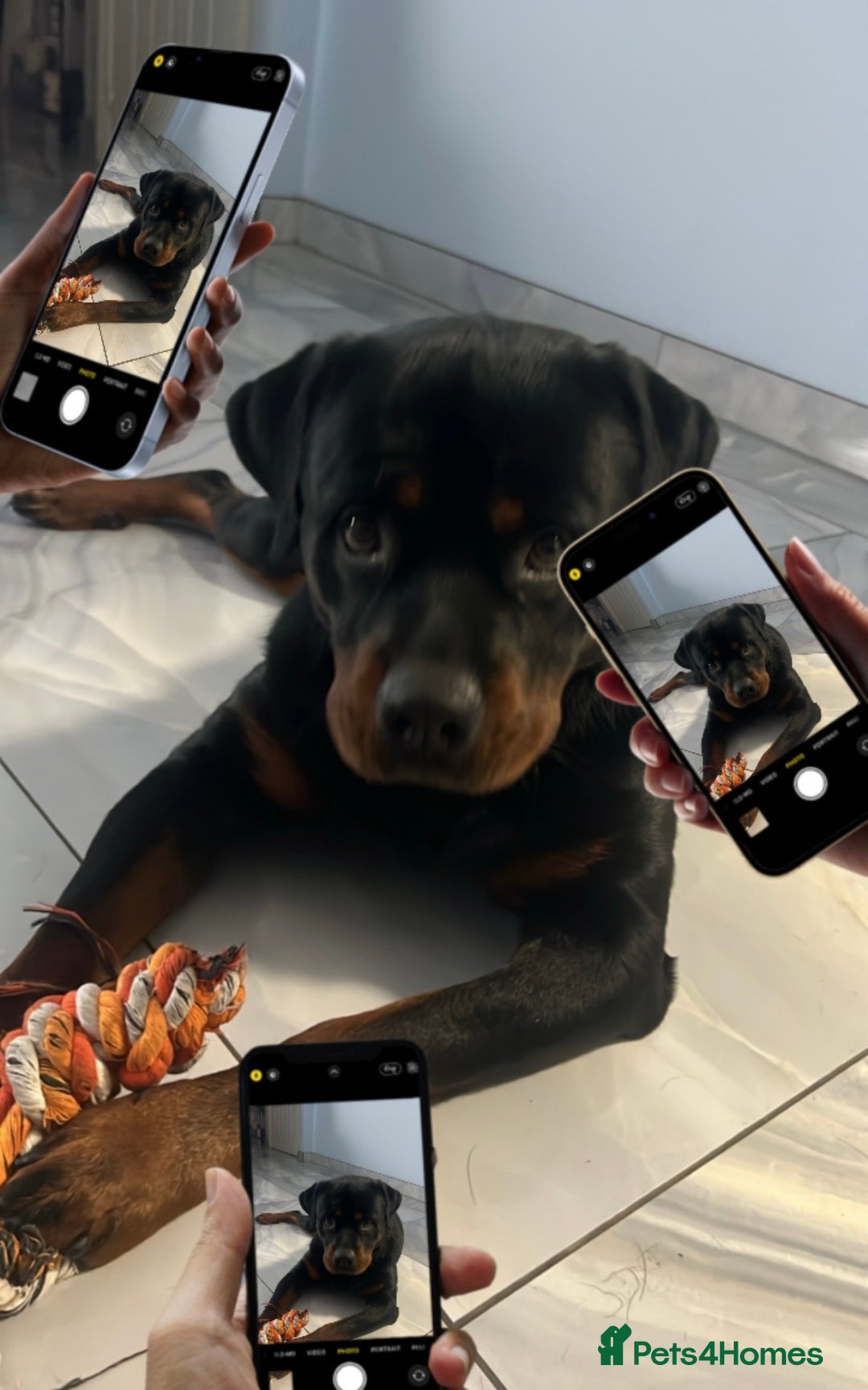 Rottweiler dogs for sale: Beautiful Rottweiler FREE - Advert 3