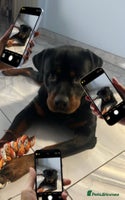 Rottweiler dogs Beautiful Rottweiler FREE - Advert 3