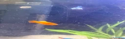 Platies fish for sale: Platy fish for sale in Middlesbrough - Advert 9