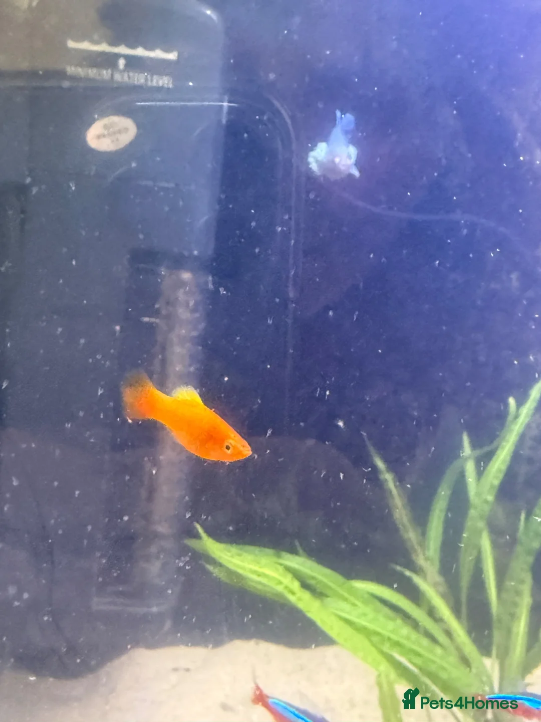 Platies fish for sale: Platy fish for sale in Middlesbrough - Advert 9