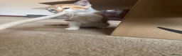 Mixed Breed cats for sale: Lovely kittens ready NOW!! - Advert 5