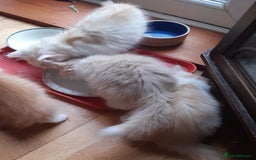 Siberian cats for sale: Three Beautiful Blond Siberian Kittens - Image 18