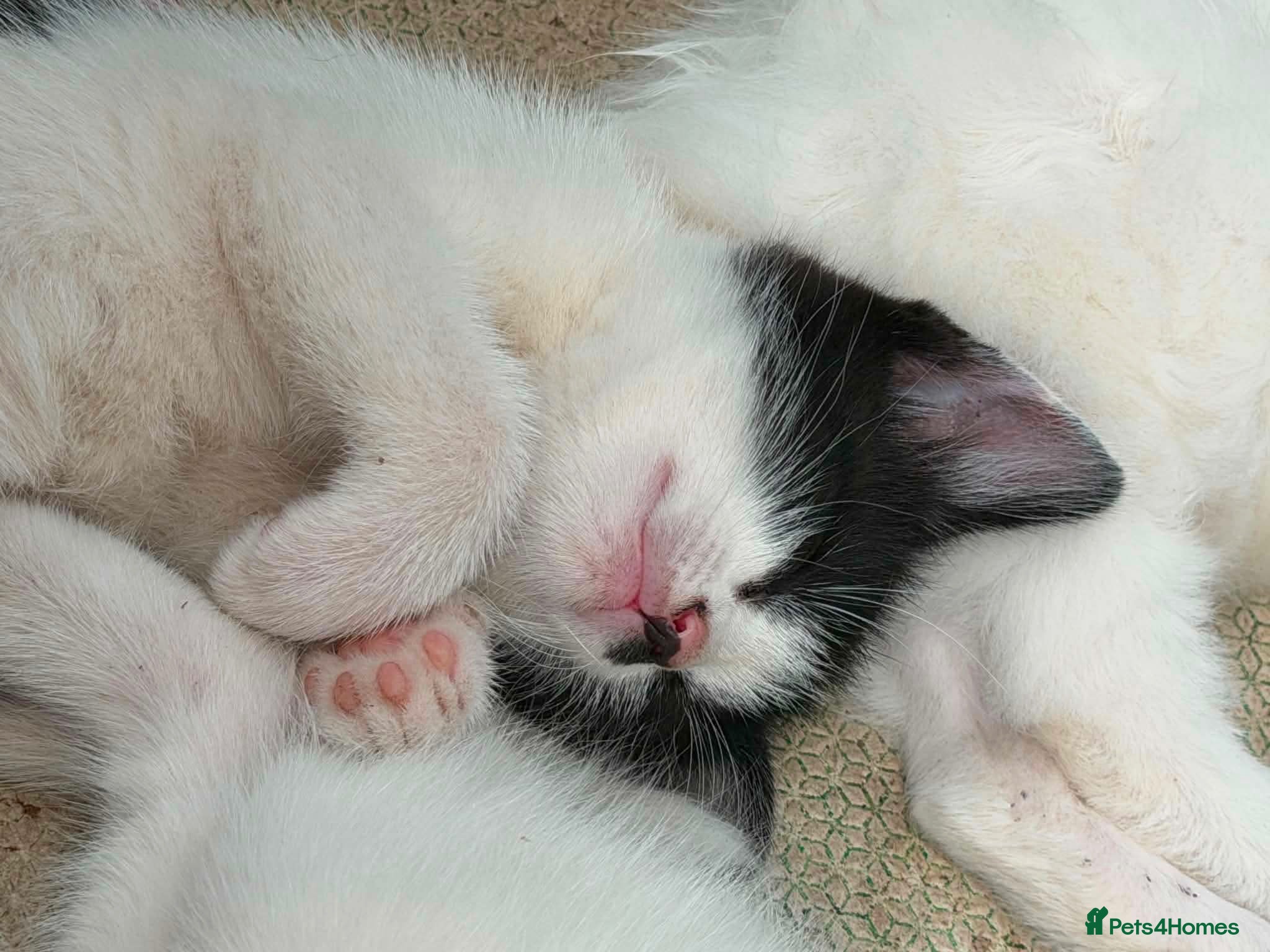Mixed Breed cats Three adorable, cuddly kittens - Advert 5