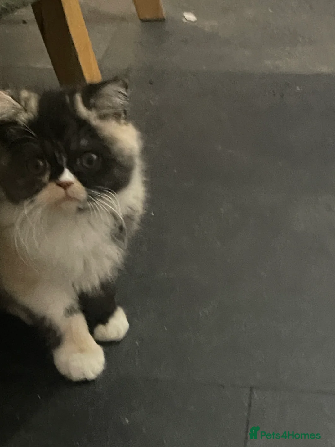 Persian cats for sale: Persian  **  kittens  - Advert 6