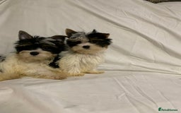 Biewer Terrier dogs for sale: Gorgeous Biewer Terrier boys - Image 9