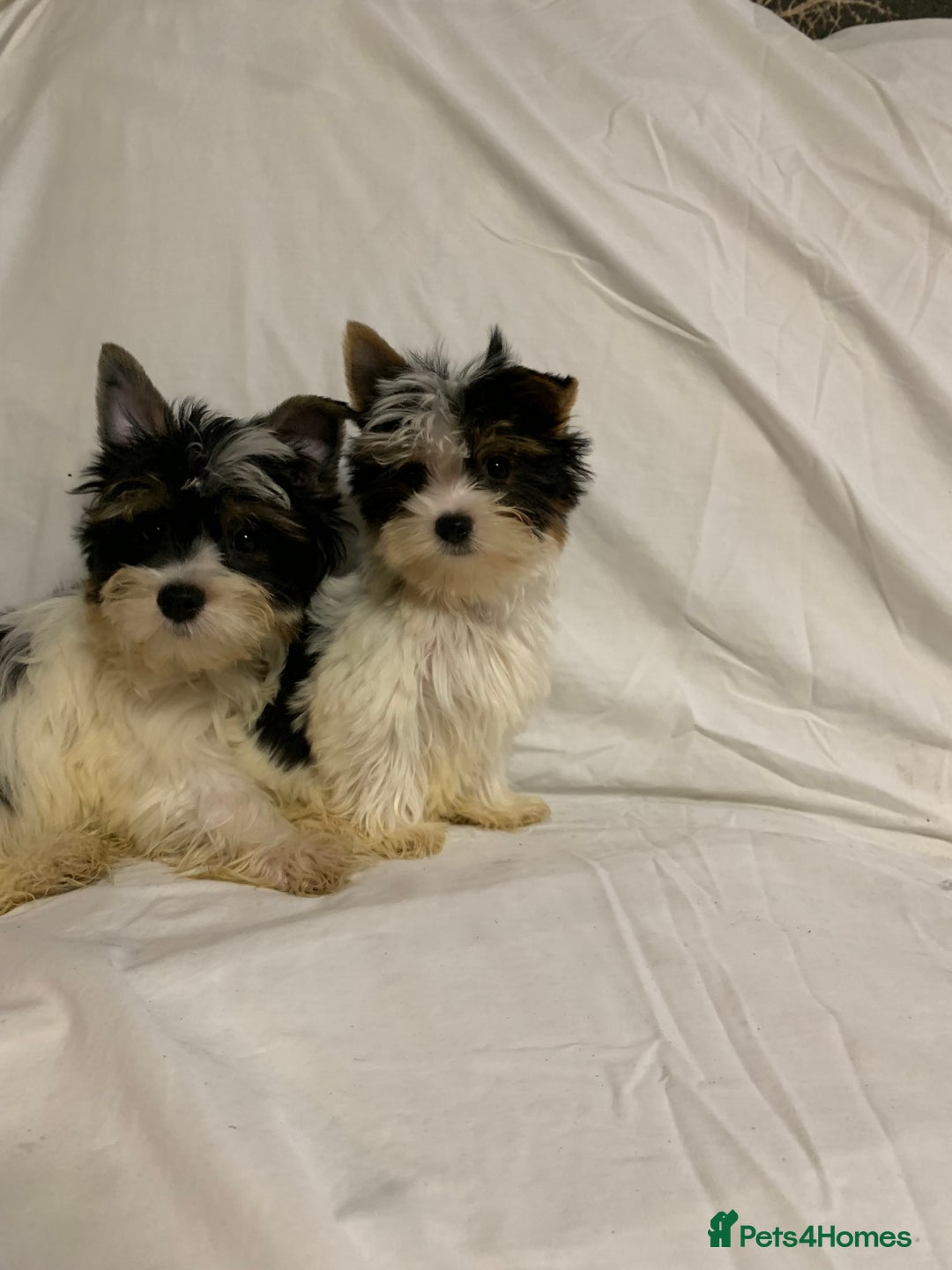 Biewer Terrier dogs for sale: Gorgeous Biewer Terrier boys - Image 9
