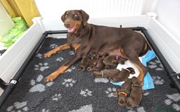 Dobermann dogs for sale: *HEALTH TESTED,HOME REARED,STUNNING DOBERMAN PUPS - Image 17
