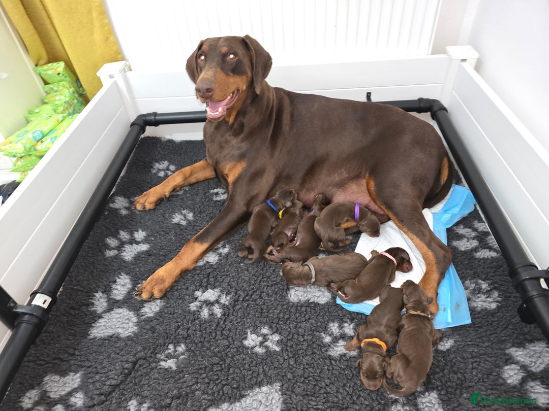 Dobermann dogs for sale: *HEALTH TESTED,HOME REARED,STUNNING DOBERMAN PUPS - Image 17