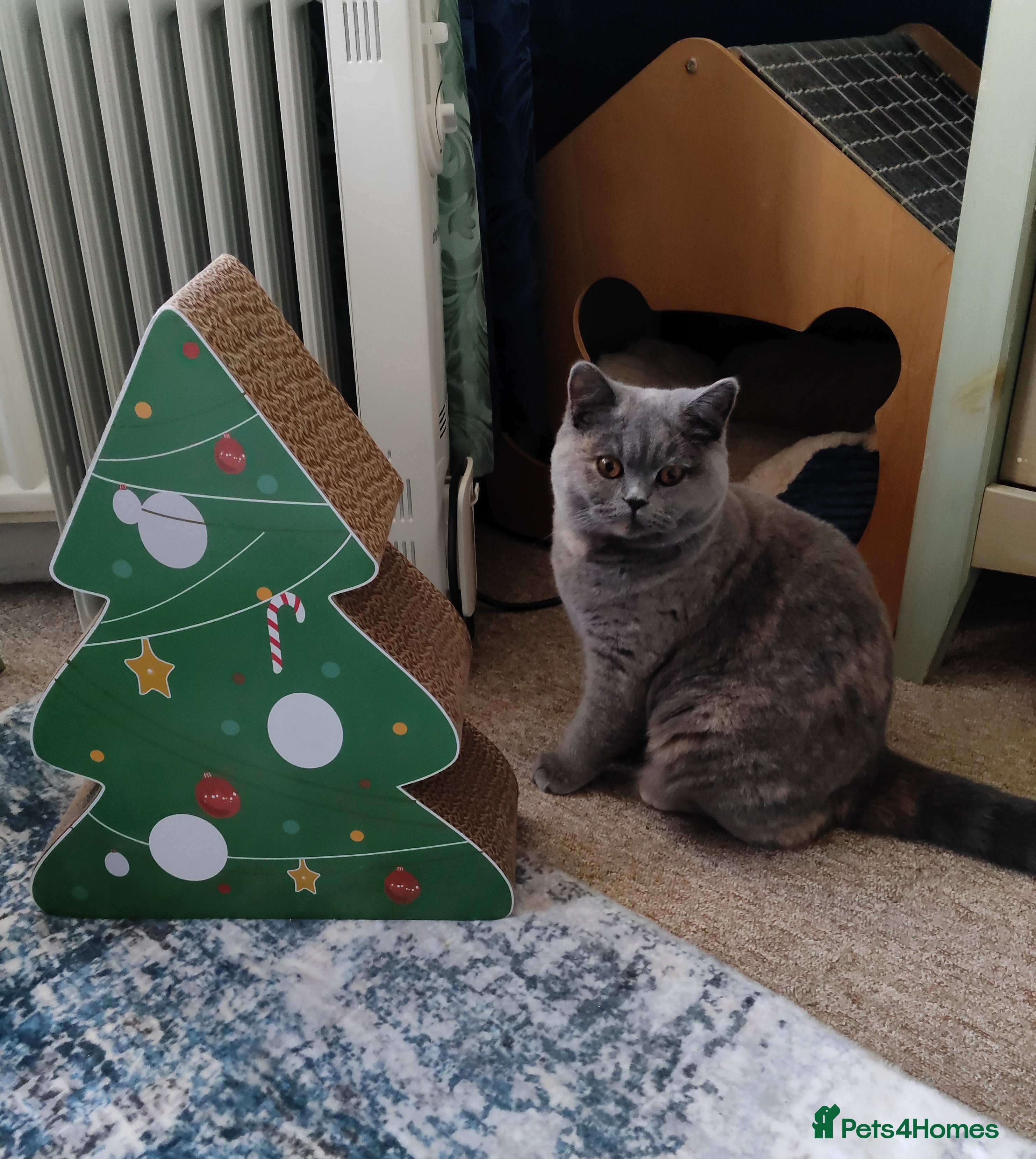 British Shorthair cats  GCCF CH lines. Beautiful BSH odd eyes boy &amp; girl. - Advert 9