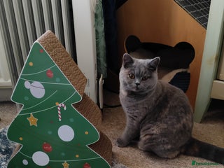 British Shorthair cats GCCF CH lines. Beautiful BSH odd eyes boy & girl. - Advert 7